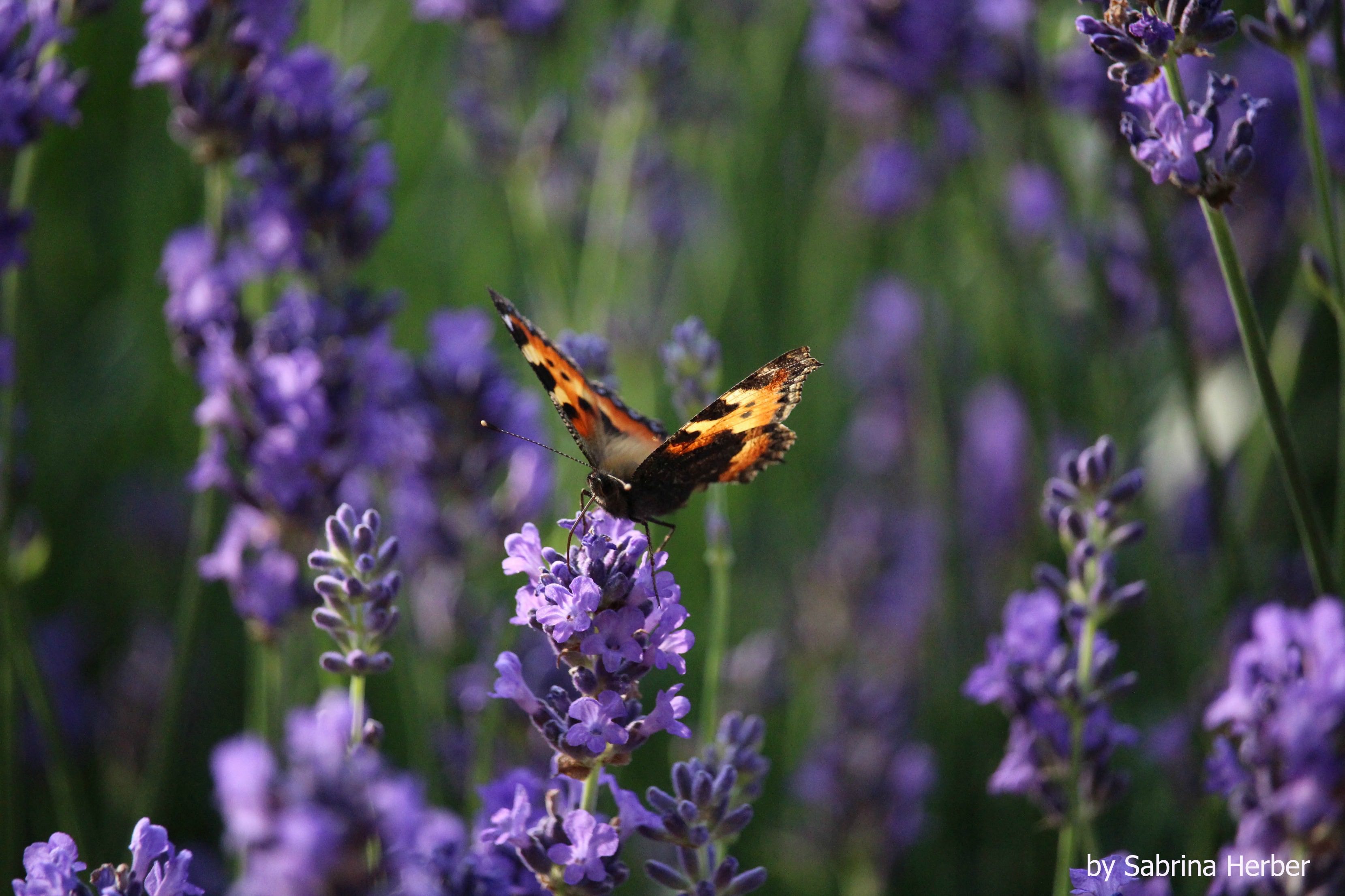 Aromatherapie Lavendel Kopie