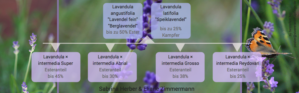 Ausschnitt lavendel poster