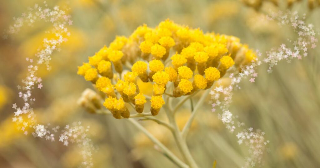 Immortelle Wunder-Öl oder was???