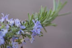 Dufte Frühlingsgefühle - Aromatherapie im Frühjahr