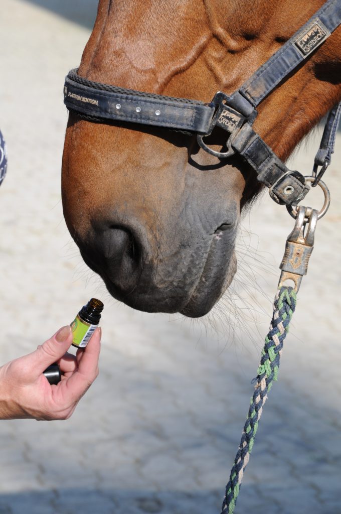Ätherische Öle pferd - Die TOP Auswahl unter der Vielzahl an verglichenenÄtherische Öle pferd