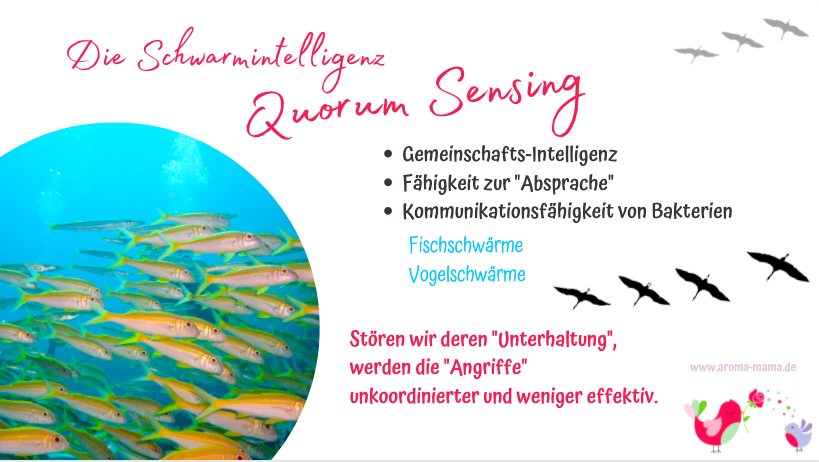 Das Aromatogramm - effektiv und immer noch wenig beachtet Das Aromatogramm - effektiv und immer noch wenig beachtet