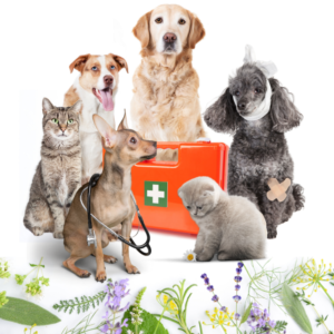 Aromatherapie für Tiere