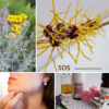 SOS – Aromatherapie bei Hauterkrankungen