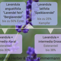 Ausschnitt Lavendel Poster