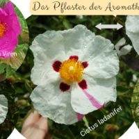 Cistus Purpureus