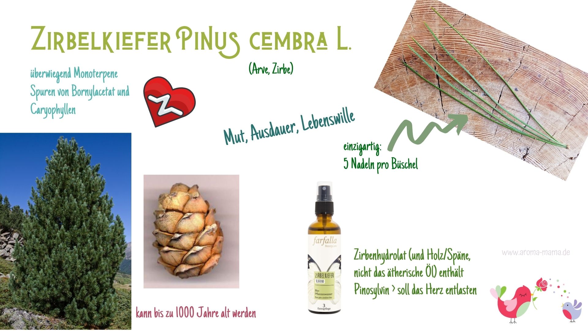 Adventskalender – Aromatherapie 15. Dezember