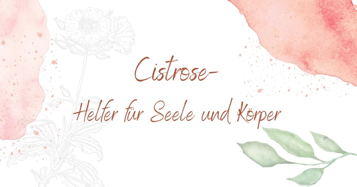 Cistrose in der Aromatherapie