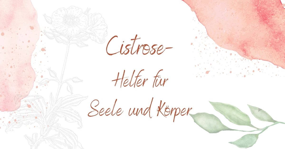 Cistrose - in der Aromatherapie und der Phytotherapie