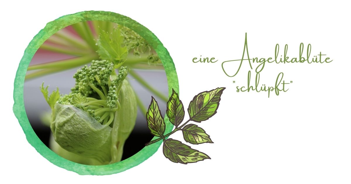 Angelikawurzel - immunstark und unterstützend Angelikawurzel - immunstark und unterstützend