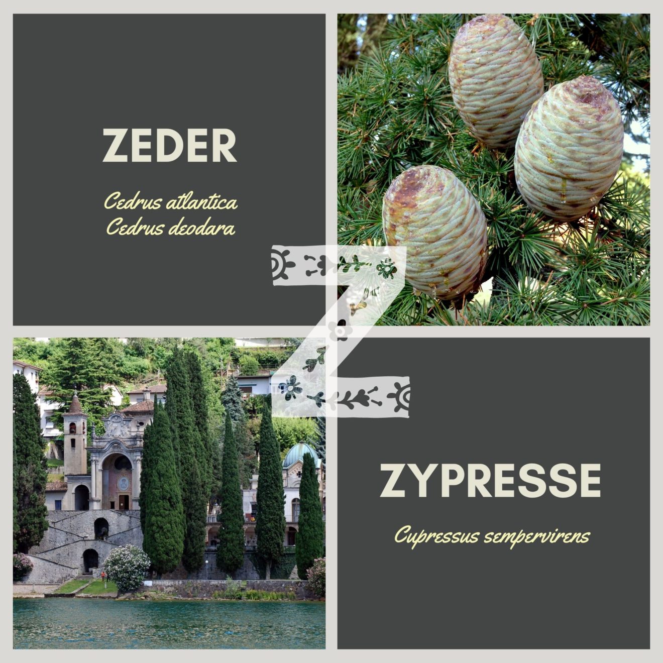 Pollenallergie Zypresse