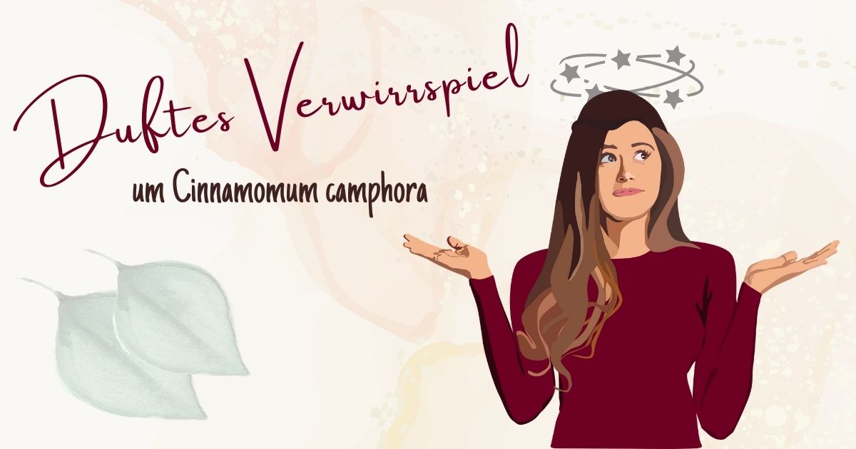 Duftes Verwirrspiel um Cinnamomum camphora