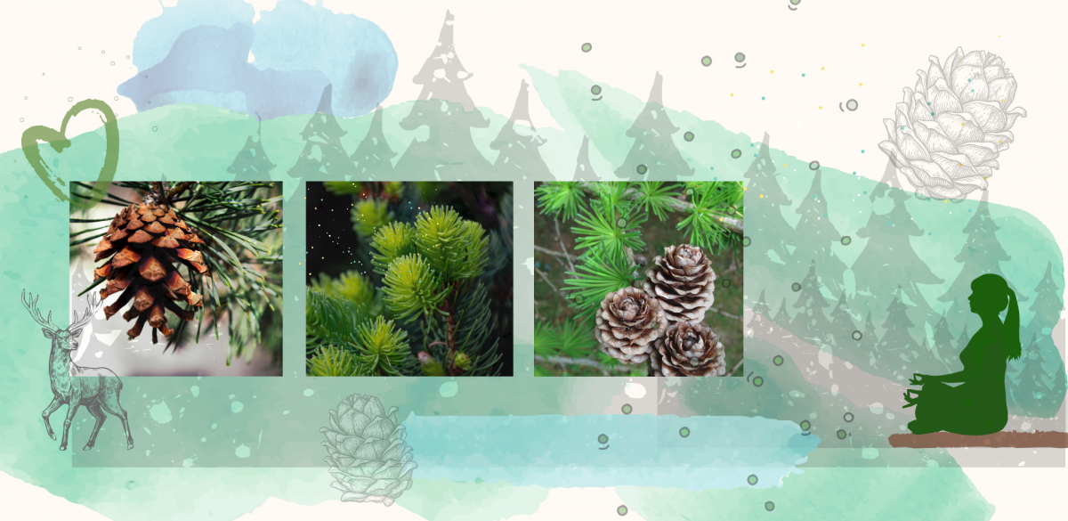 Gelassen_wie_ein_Baum_ViVere_Aromapflege