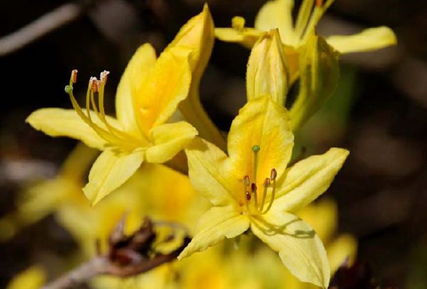 Rhododendron_gelb_Eliane_Zimmermann