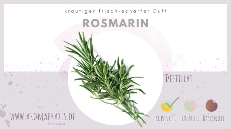 Rosmarin_OeleLexikon_ViVere_Aromapflege