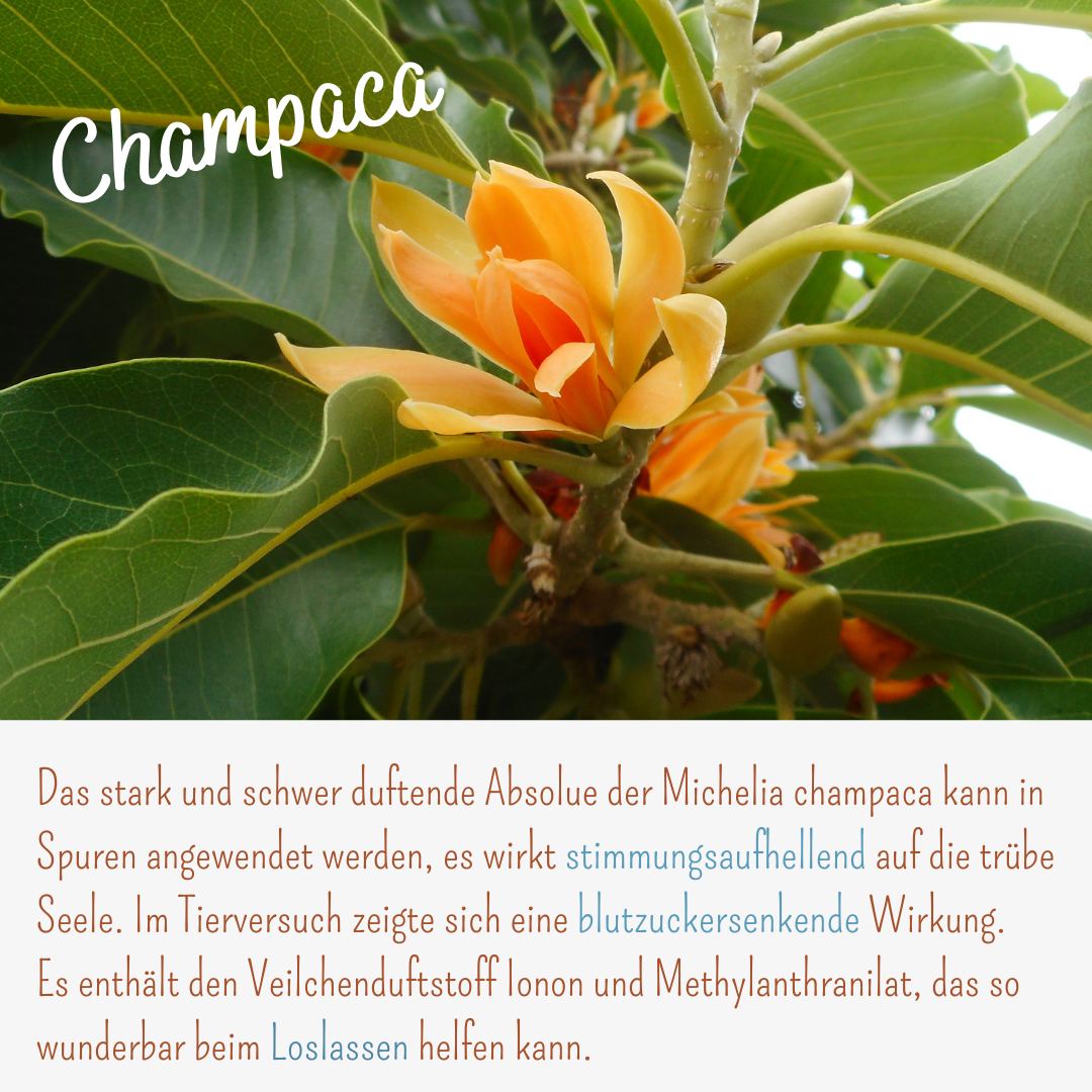 Champaca_ViVere_Aromapflege