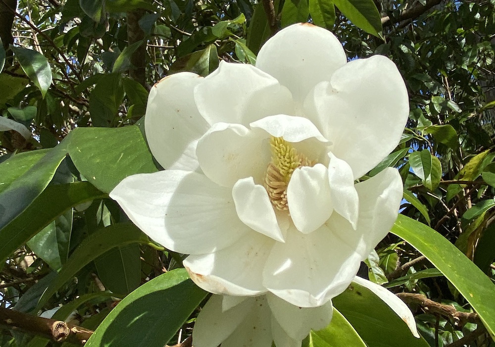 Michelia_doltsopa_flower_by_Eliane_Zimmermann