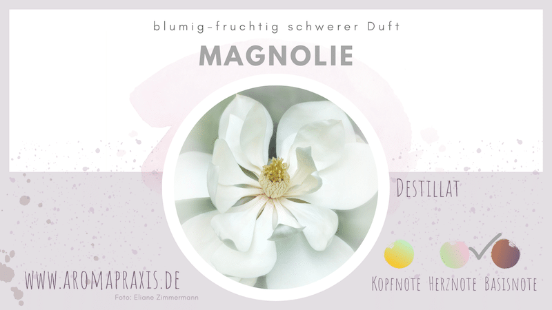 Oele_Lexikon_Eliane_Zimmermann_Magnolie