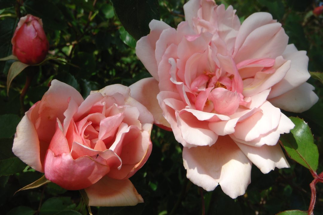 Blogbeitrag_Eliane_Rosenduft