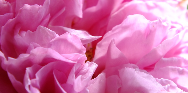 Rosenbluetenblaetter_ViVere_Aromapflege