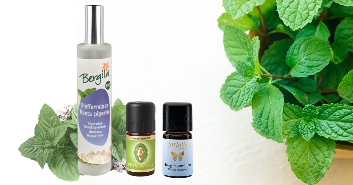 Set_Minze_Dreierlei_ViVere_Aromapflege