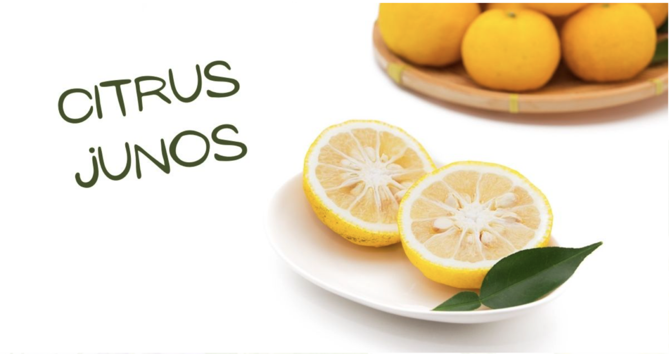 Yuzu Zitrone