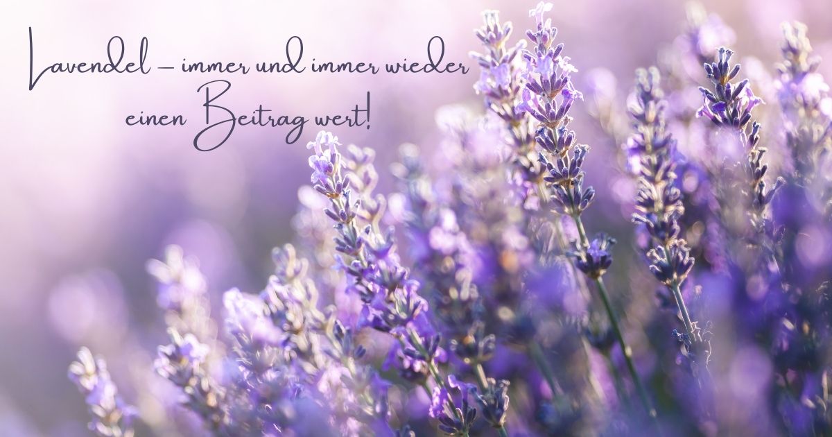 Lavendel Immer Und Immer Wieder ViVere Aromapflege
