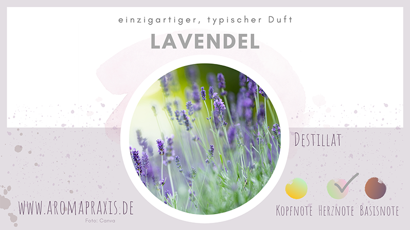 Oelelexikon E Zimmermann Lavendel