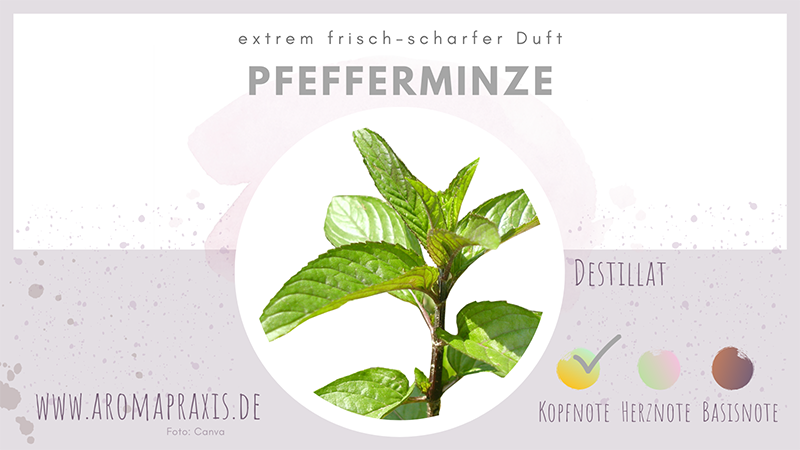 Oelelexikon E Zimmermann Pfefferminze