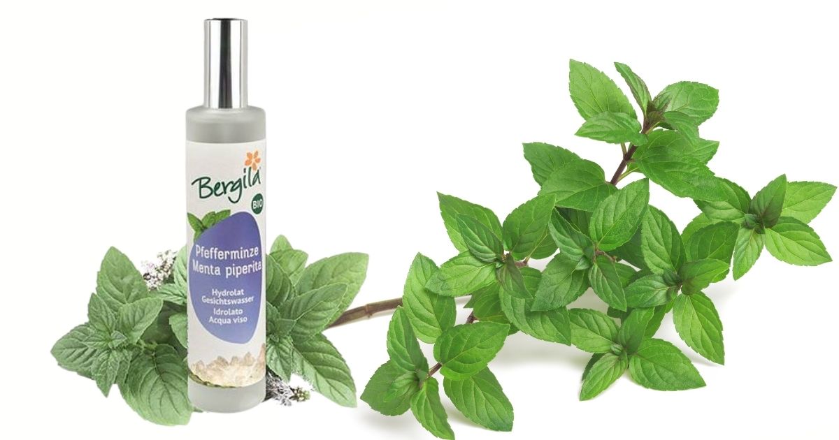 Pfefferminzhydrolat ViVere Aromapflege
