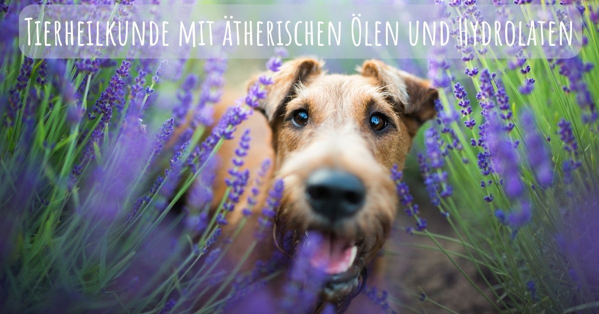 Tierheilkunde Beitrag Eliane Zimmermann