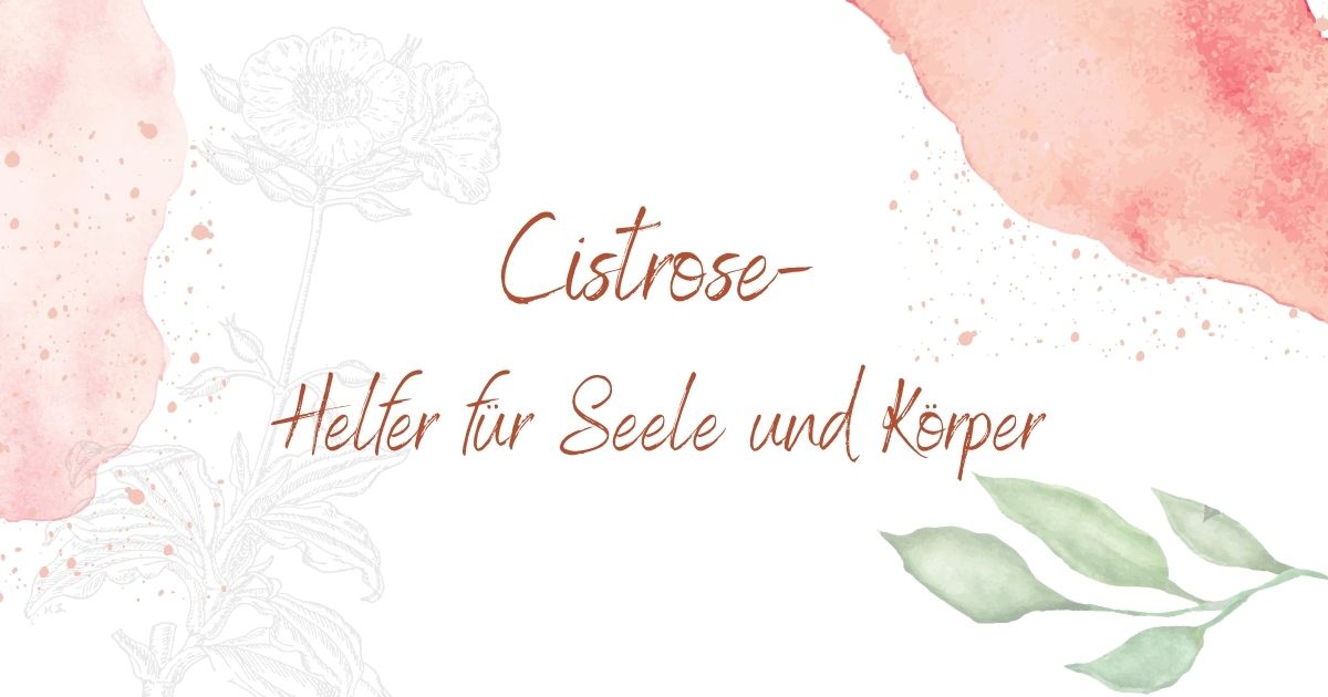 Cistrose_Seele_Koerper_ViVere_Aromapflege