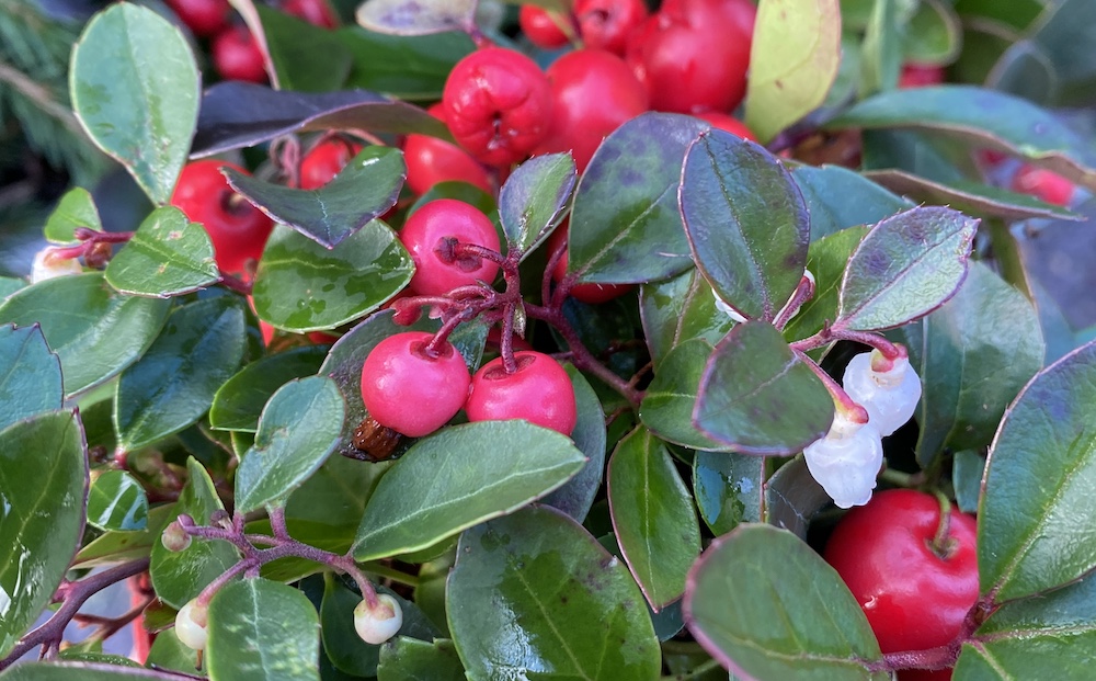 Gaultheria Procumbens Nov 2022
