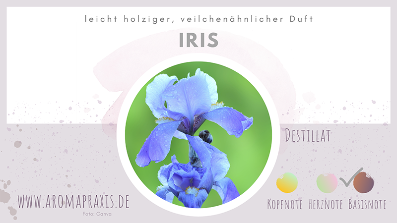 Oelelexikon E Zimmermann Iris