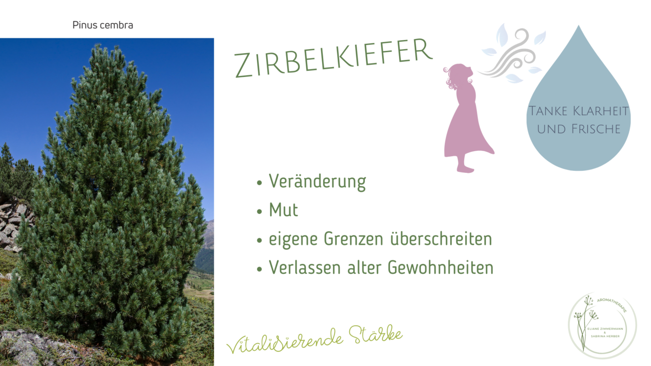 Zirbelkiefer Zirbe ViVere Aromapflege