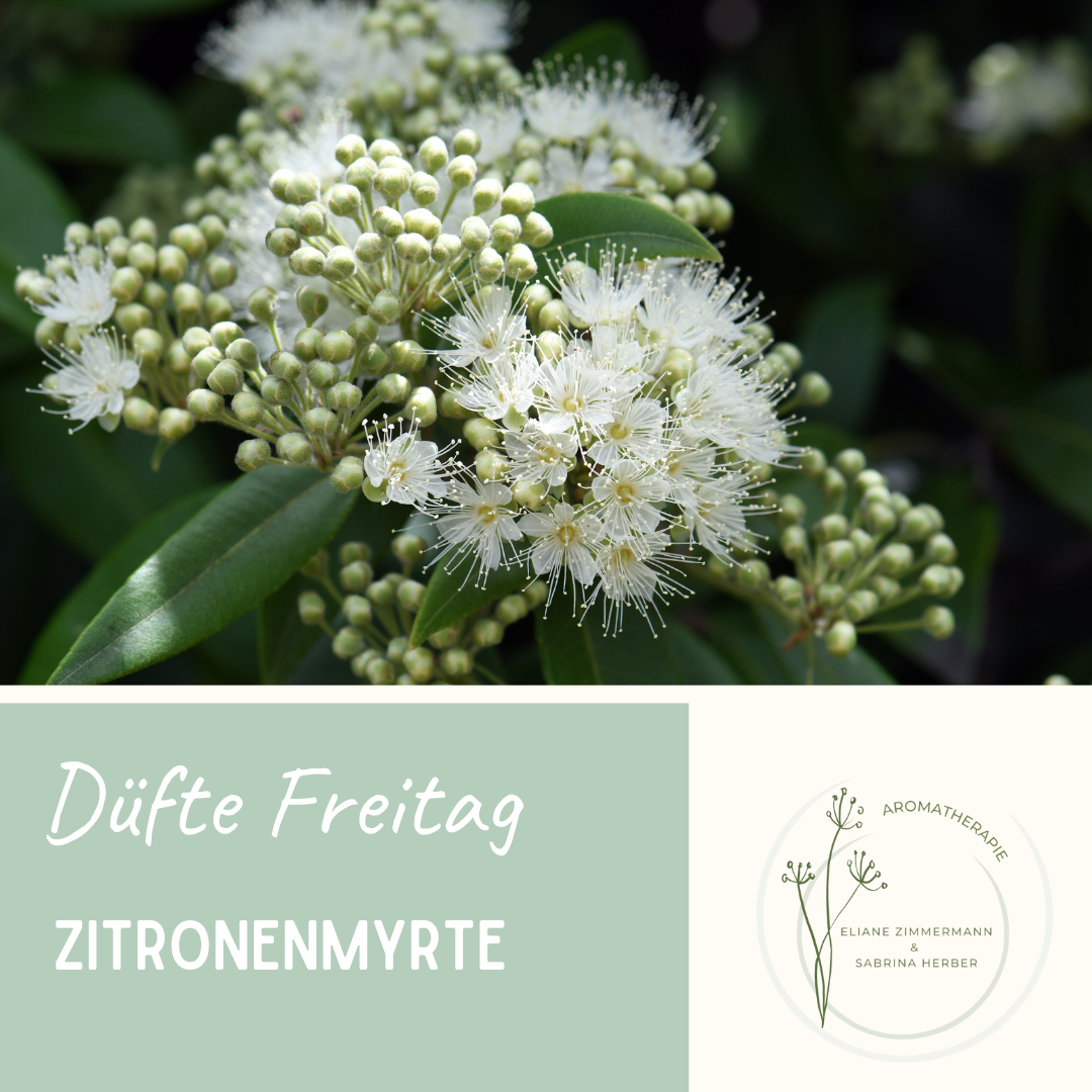 Duefte Freitag Zitronenmyrte ViVere Aromapflege