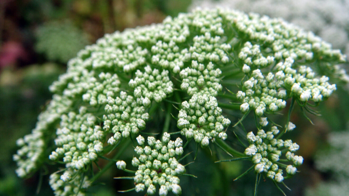 Ammi_visnaga4_Bischofskraut
