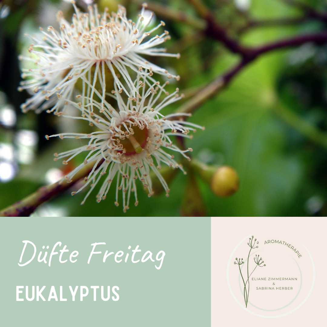 Duefte Freitag Eukalyptus ViVere Aromapflege