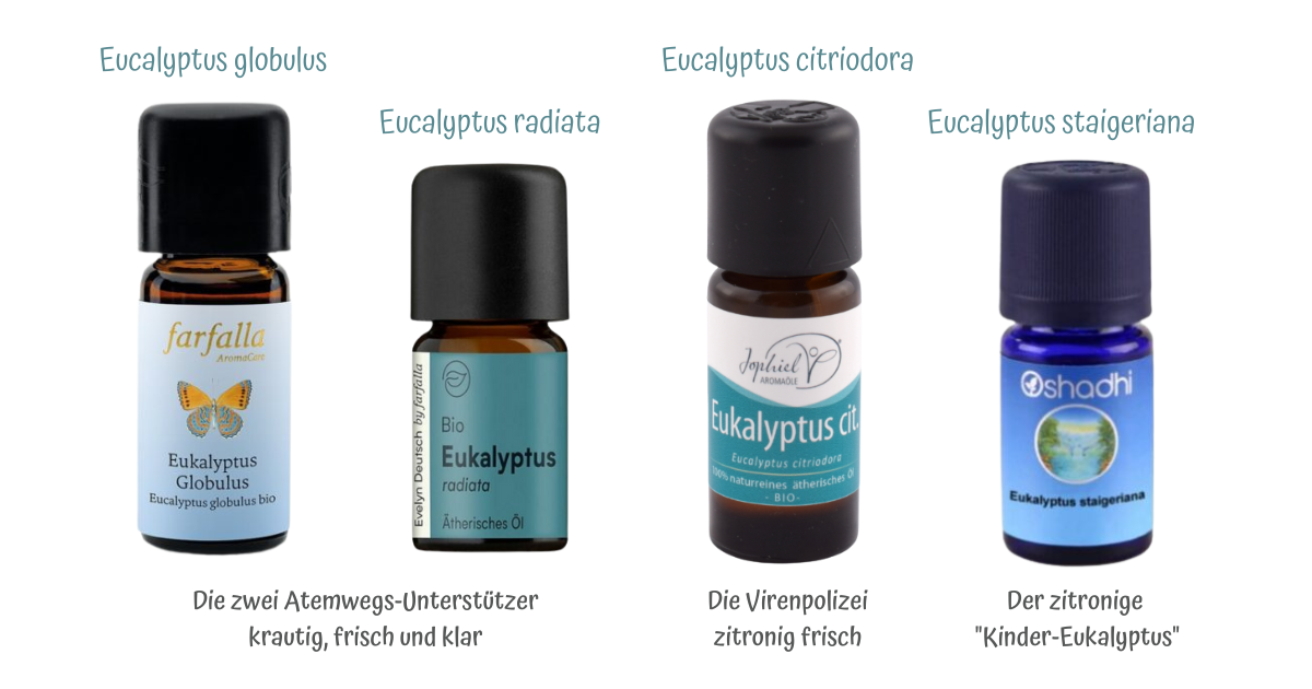 Eukalyptus ViVere Aromapflege