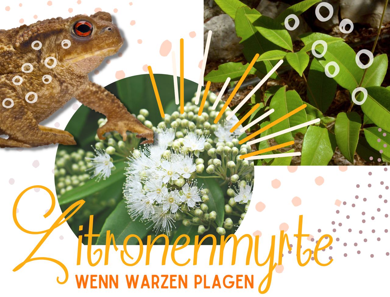 Aromatherapie bei Dellwarzen