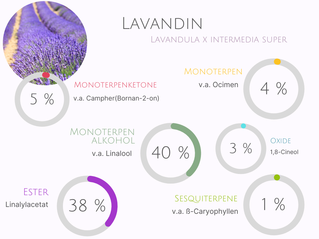 Lavendel in der Aromatherapie - beruhigend oder belebend?