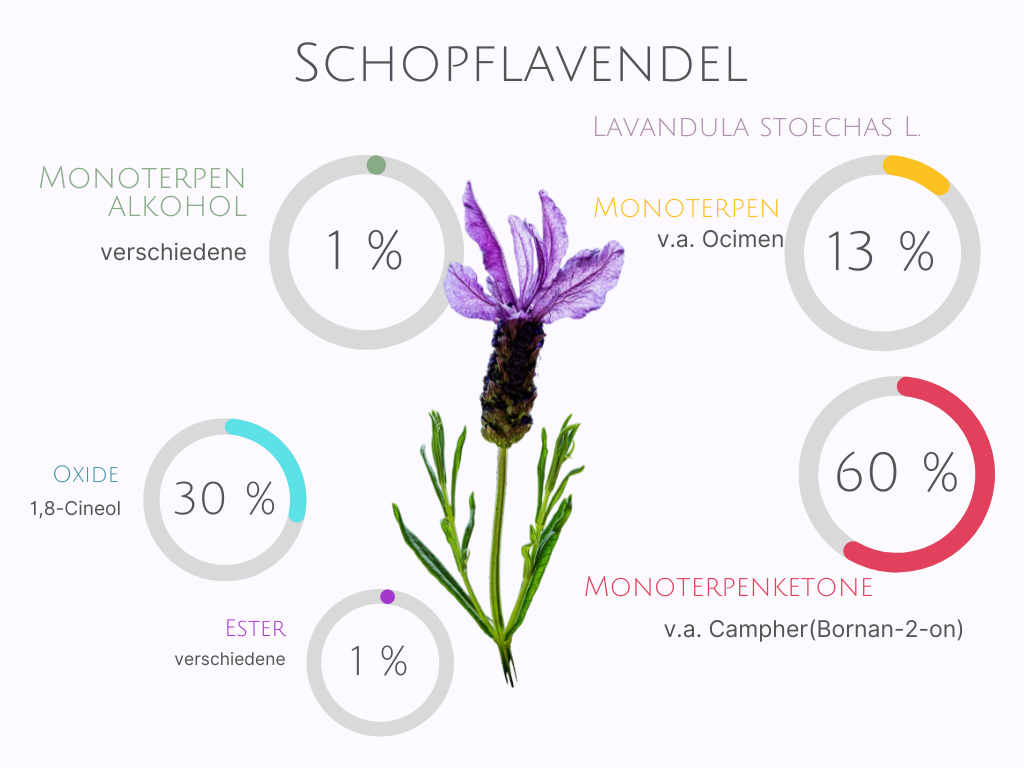 Lavendel in der Aromatherapie - beruhigend oder belebend?