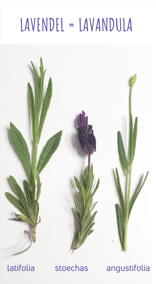 Lavendel in der Aromatherapie - beruhigend oder belebend?