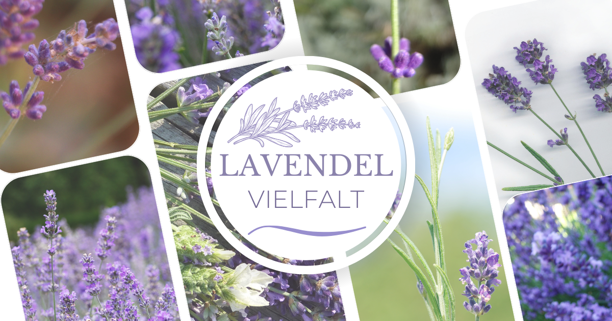 Lavendel in der Aromatherapie - beruhigend oder belebend?