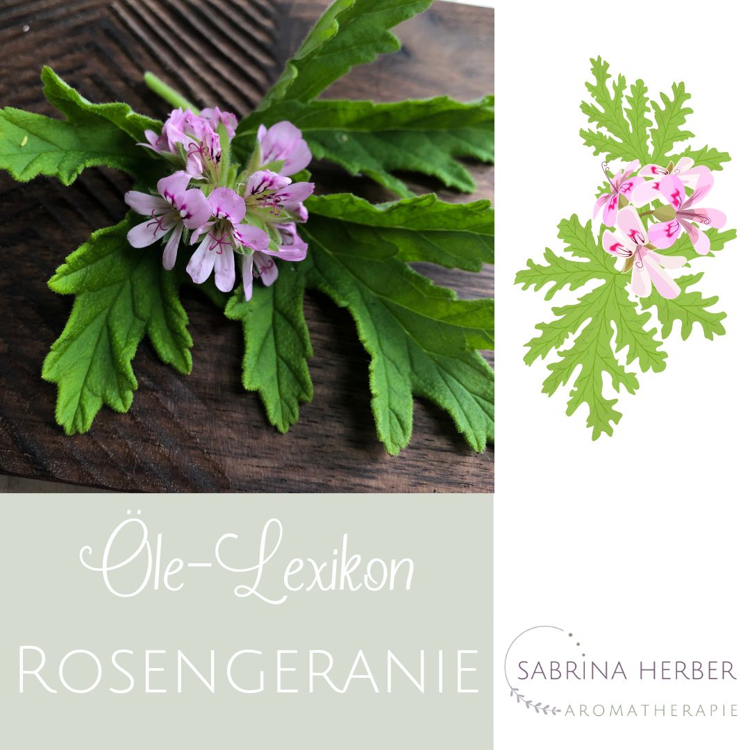 Rosengeranie