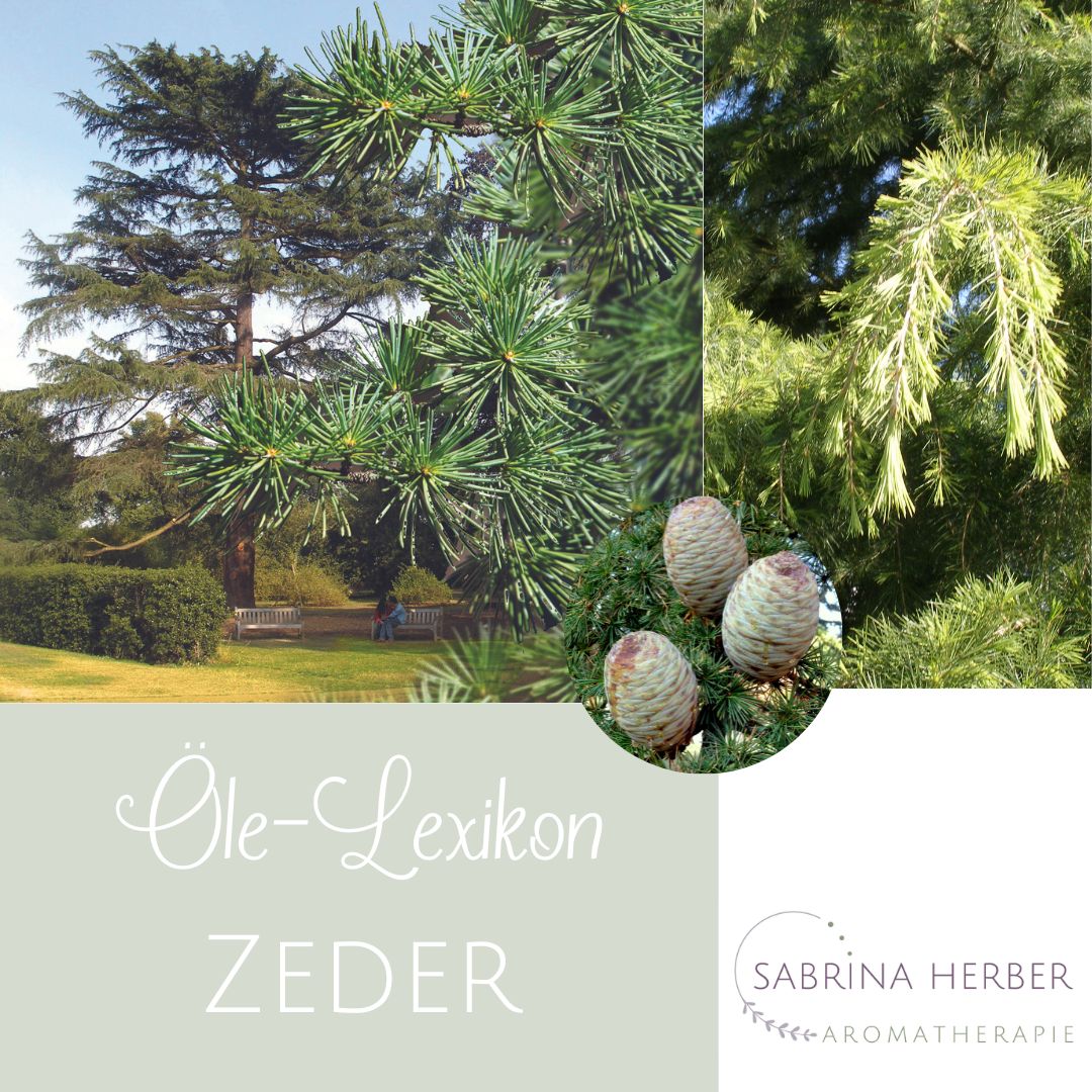 Zeder