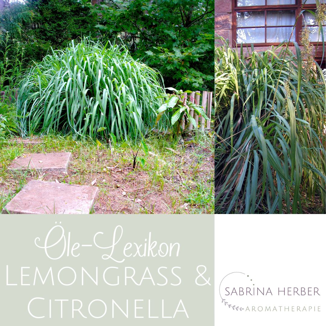 Lemongrass u.a.