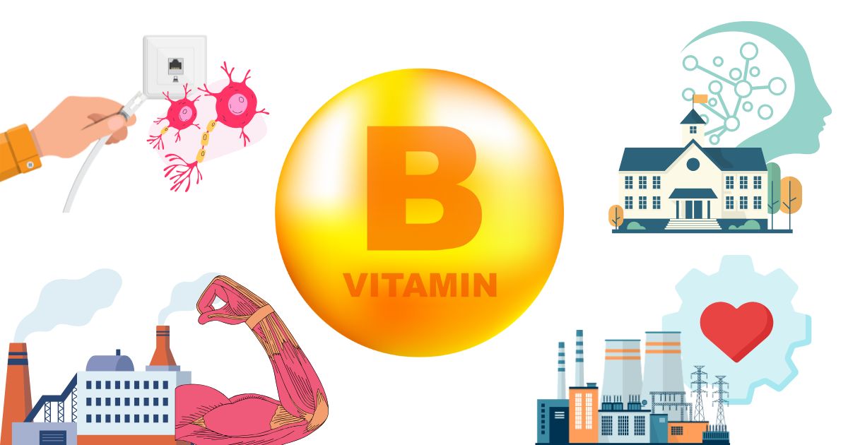 Die Vitamin-B-WG: Alle B-Vitamine von B1 bis B12 anschaulich erklärt – Wirkung, Mangel, Lebensmittel